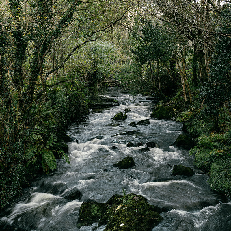 A stream in the Lickeen forest