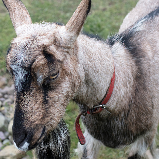 One of farm´s goats