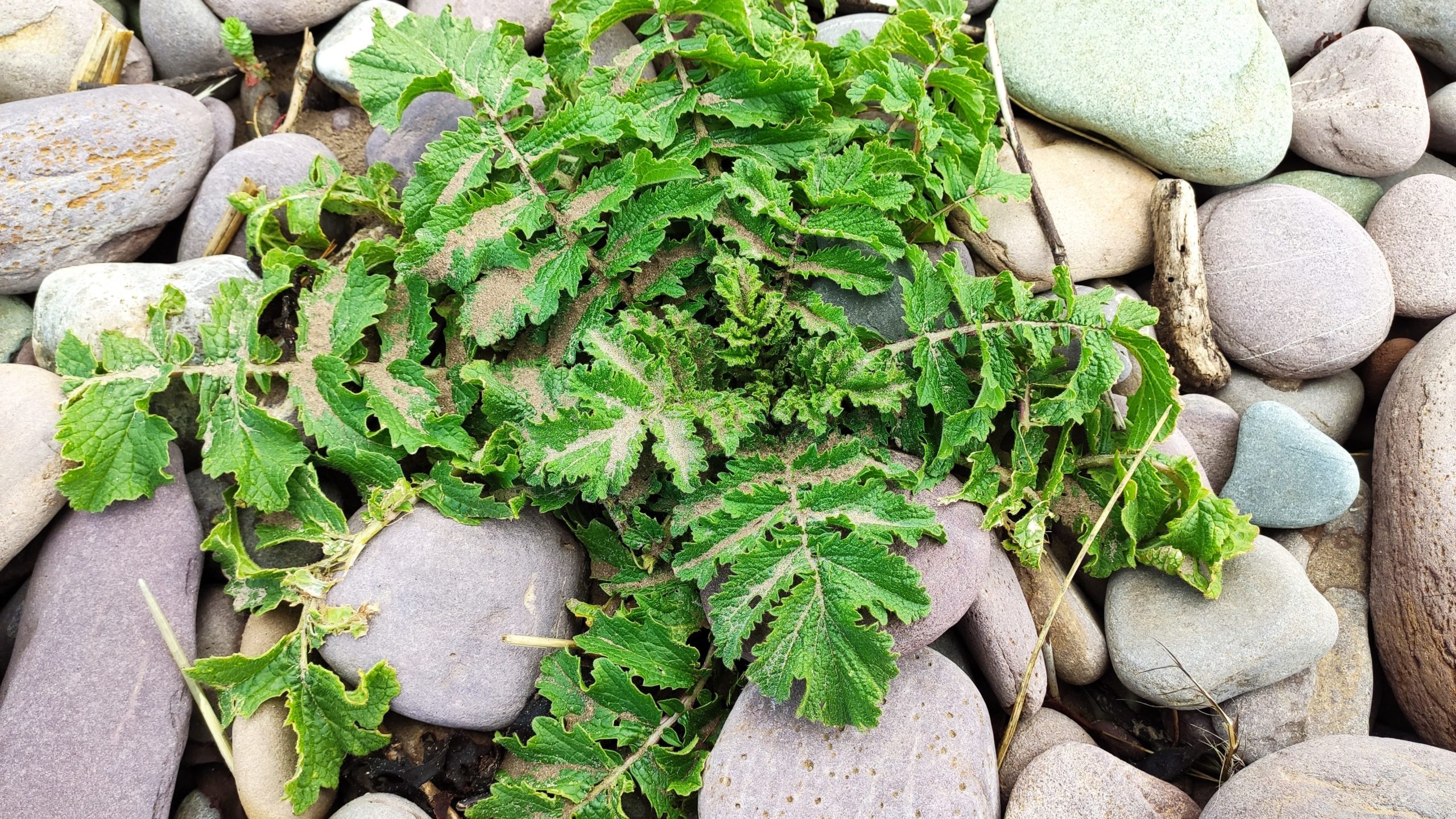 nature biodiversity rossbeigh