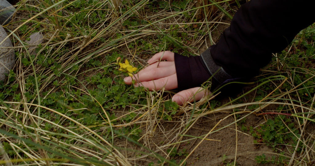 irish coastal plant