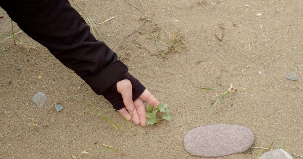 coastal plant