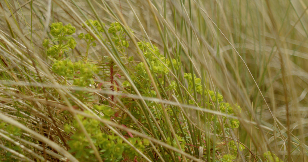 coastal plant