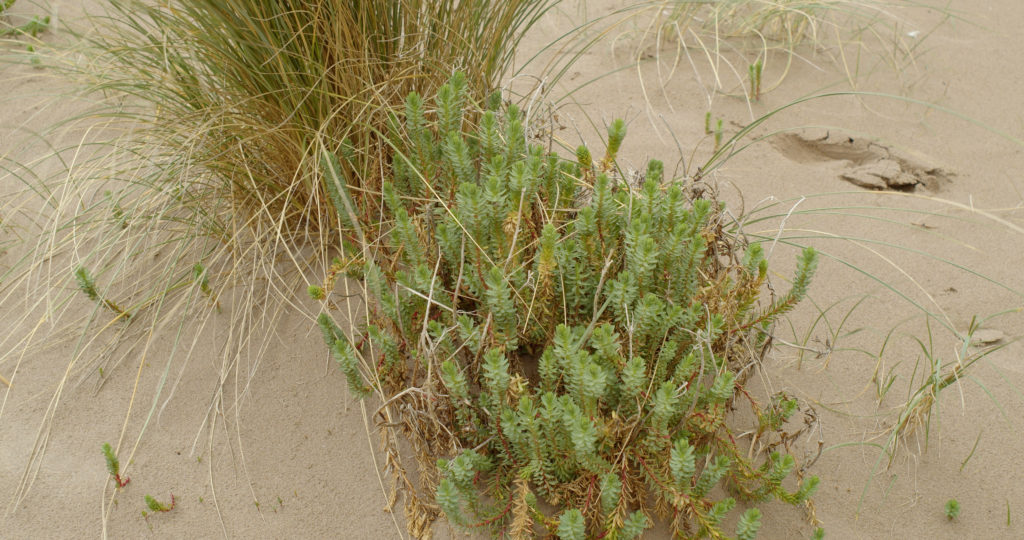 sea spurge on beach