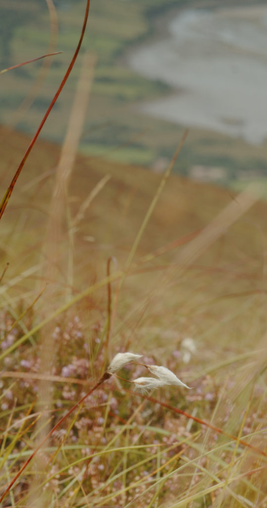 bog cotton