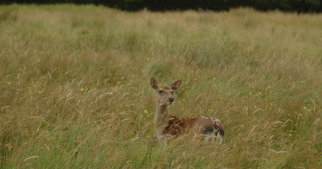 red deer