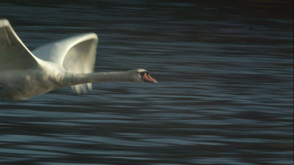 swan in reeks district